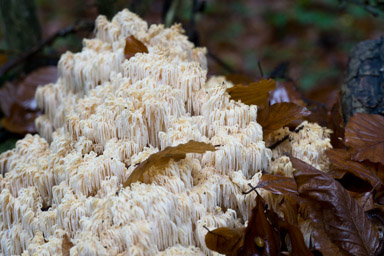 jakieś dziwne grzyby