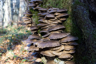 wszystko wokoło się grzybi