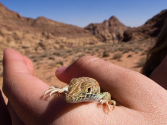 wszędzie jaszczurki