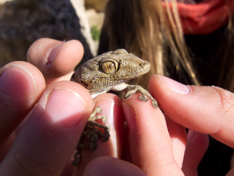myślałem że Zuza nie ma szans złapać gekona, ale to gekon nie miał szans