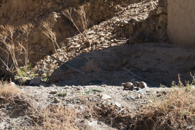 nie mam pojęcia, co to za zwierzaki