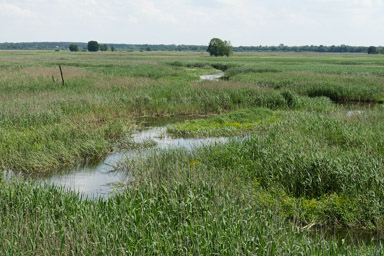 rzeka zaczyna się tu dzielić na setki odnóg wśród błot i łąk porośniętych trzciną