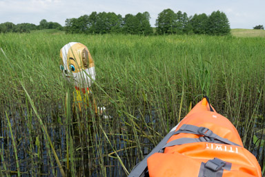 w rozlewiskach u ujścia Biebrzy można znaleźć dziwne rzeczy