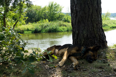 Upał taki, że koło południa trzeba zrobić kilkugodzinną przerwę w cieniu.