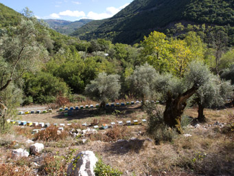 pasieka w gaju oliwnym