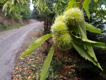 sezon na kasztany jadalne