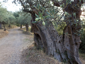 wielkowe drzewa oliwne