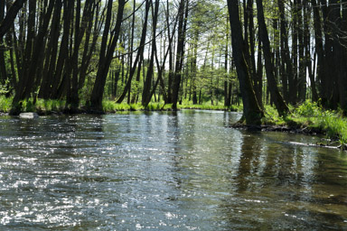 za odejściem kanału Wdy rzeka robi się wąska, bystra i piękna