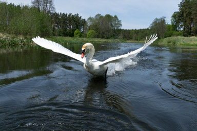 za wsią Wda grasuje agresywny łabędź