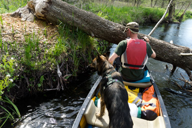 wszędzie sieją spustoszenie bobry